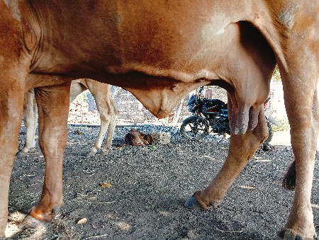 ગાય વેચવાનીછે