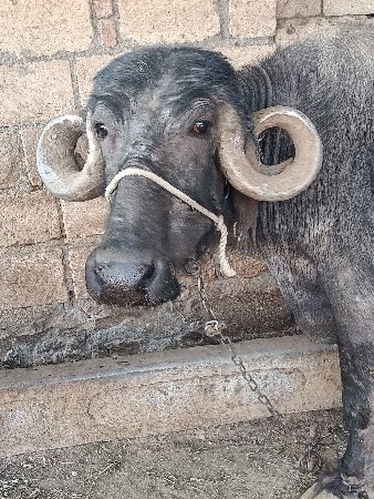 પેલું વેતર