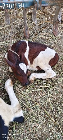 थंबनेल 5