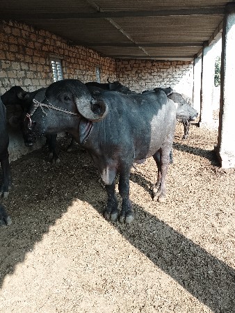 थंबनेल 3