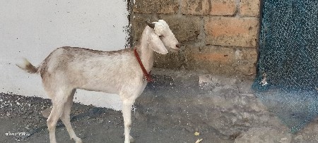 બકરી વેચવાની છે