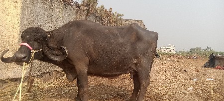 ભેસ સાટું પન કરવુ