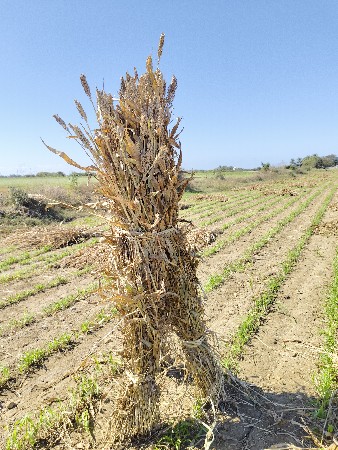 જવર ની સાર