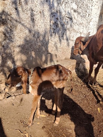 थंबनेल 3