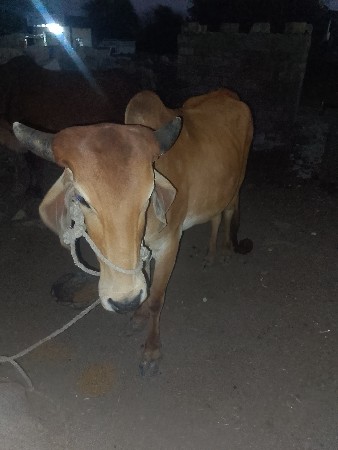 ઓળકીવેશવા.ની.છે