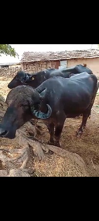 थंबनेल 3