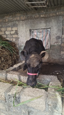 ભેંસ વેચવાની છે ઘર ઘરાવછે