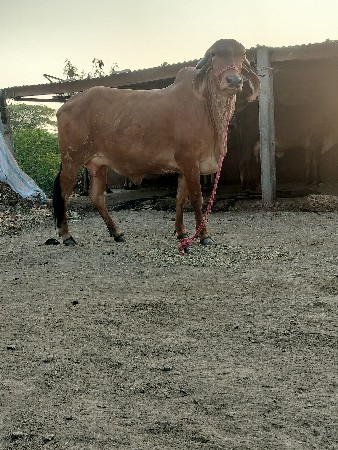 ગિર ગાય દેવાનિછે