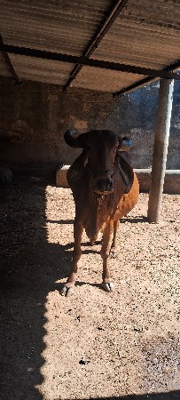 ગાય વેચવાની છે