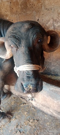 थंबनेल 2