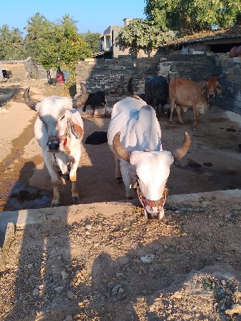 थंबनेल 2