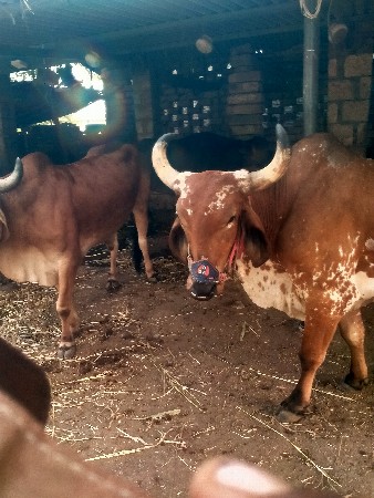 थंबनेल 3