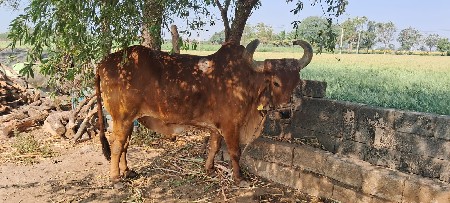 બળદ વેચવાનો છે