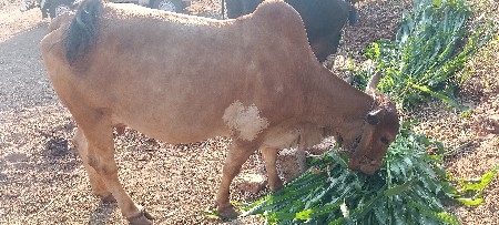 થંબનેલ 2