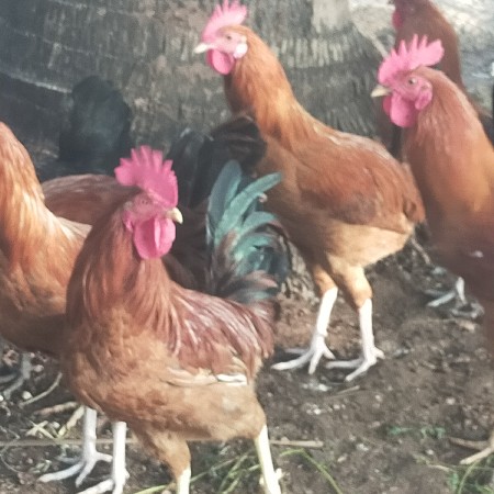 थंबनेल 2