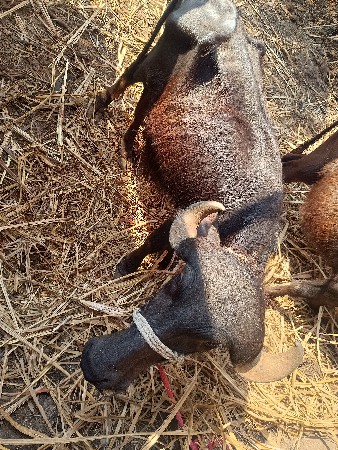 થંબનેલ 3