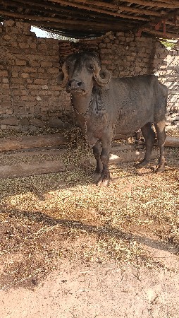 થંબનેલ 2