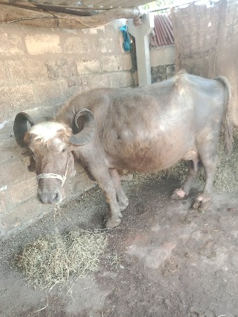 थंबनेल 2