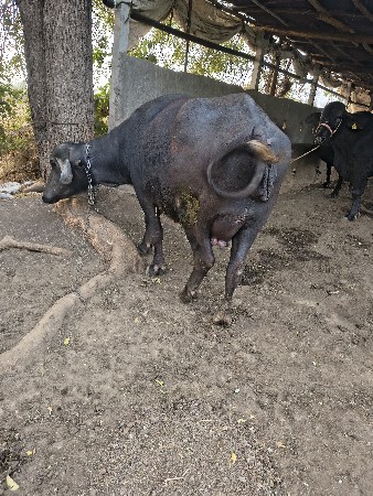 थंबनेल 2