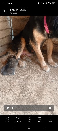 German male vechva no che