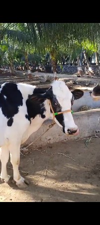 HF વેસવાની છે