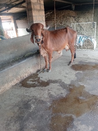 ગાય વેચવાની છે