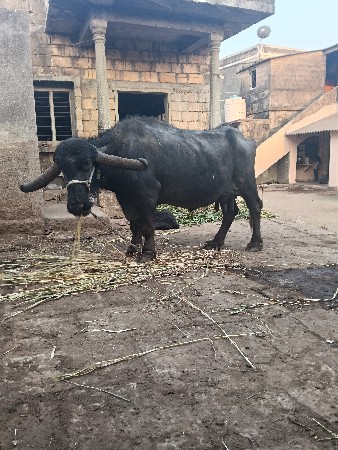 પાંચમુ વેતર ભેંસ વેચવાની છે