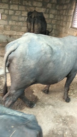 થંબનેલ 3