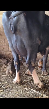 બે ભેસો વેસવાની છે