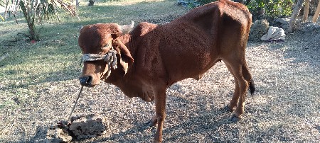 ગાય હોડકી