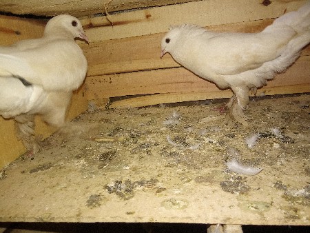 3જોડી વેસ વાં ની સે