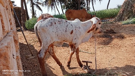 થંબનેલ 3