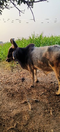 બળદ વેચવાના છે બીજી ધરના બધી જવાબદા