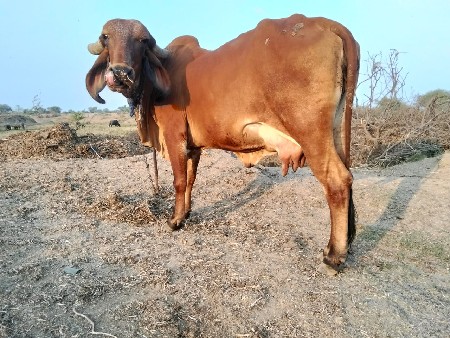 વેચવાની છે