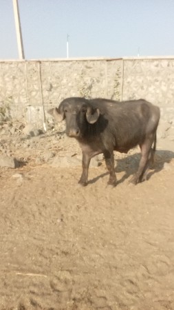 આ પાડો વેચવાનુંછે