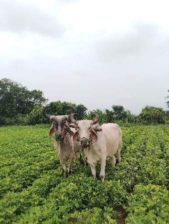 જોડ વેચાવ છે