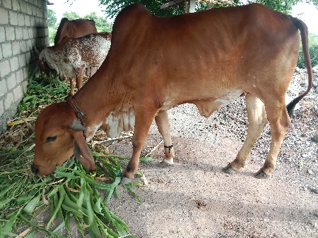 થંબનેલ 2