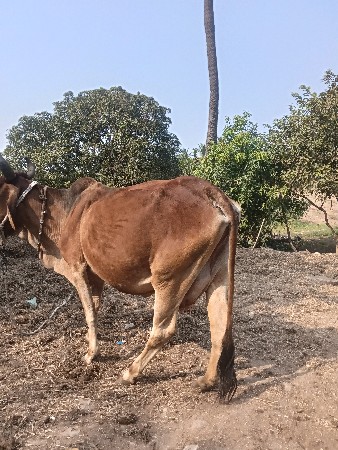 ગાય વેસવાની સે