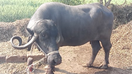 બેય.સાથેજવેચવાનીછે