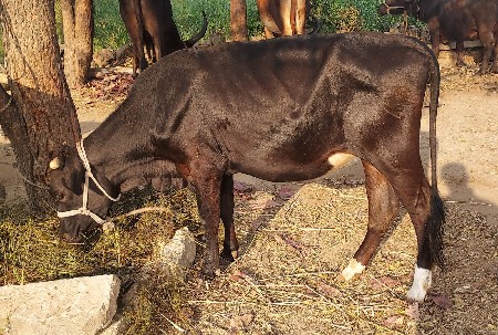 Hf હોડકી 
જાફરાબાદી padi