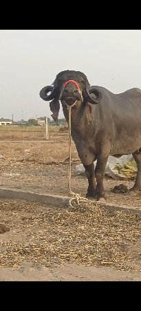 2 વેતર 25દીવસની કાચી ઊંચાઈ લંબાઈ