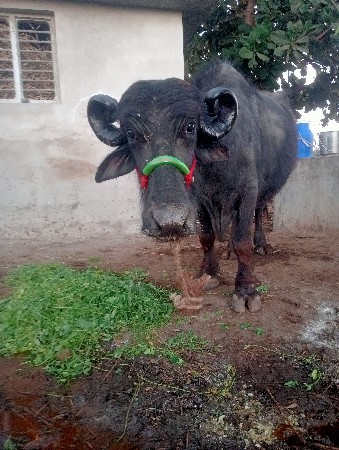 थंबनेल 3