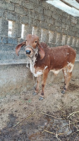 थंबनेल 2