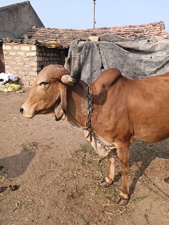 દેશી ગાય વેચવાની છે