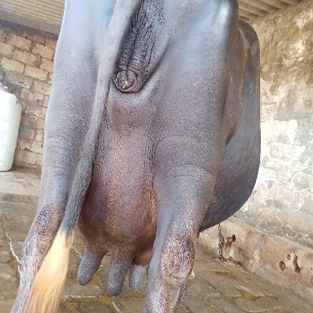 थंबनेल 3