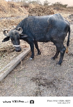 थंबनेल 3