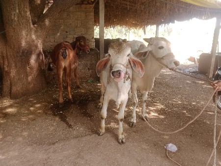 थंबनेल 2