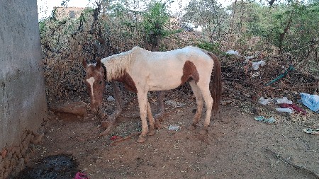 સાટા મા ગીર ગાય