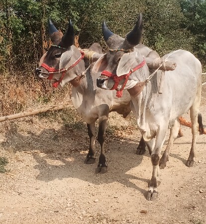 ગોઢલા વેસવા ના છે
