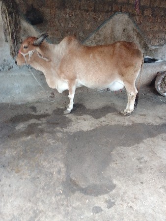 4, ઞાય વેશવાની છે